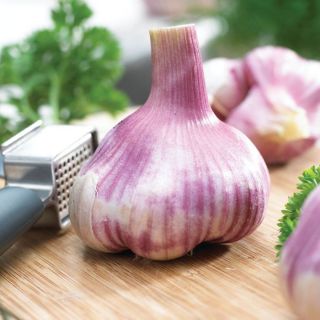 Purple Stripe Kuduk Fall Garlic Thumbnail